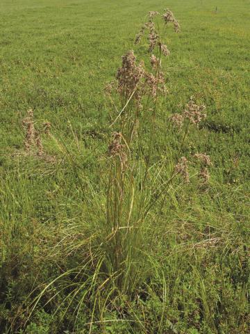 Scirpe souchet (Scirpus cyperinus)_1