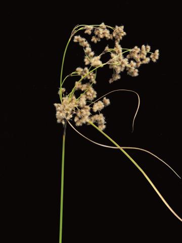 Scirpe souchet (Scirpus cyperinus)_2