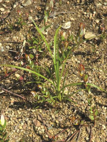 Scirpe souchet (Scirpus cyperinus)_7