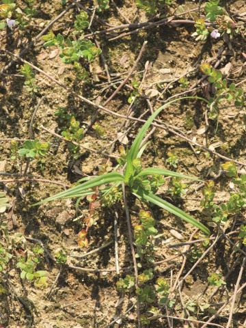 Scirpe souchet (Scirpus cyperinus)_8