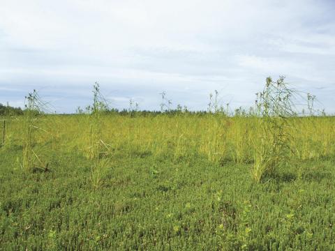 Scirpe souchet (Scirpus cyperinus)_10