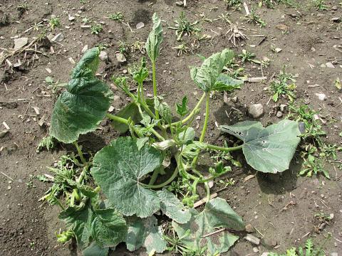 Courge - dicamba (4)_1