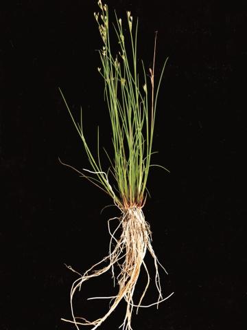 Jonc brévicaudé (Juncus tweetyi)_3