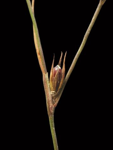 Jonc des crapauds (Juncus bufonius)_2