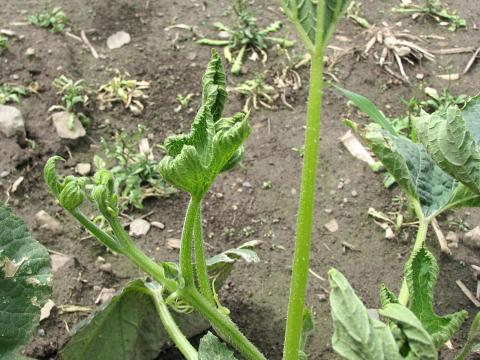 Courge - dicamba (4)_2