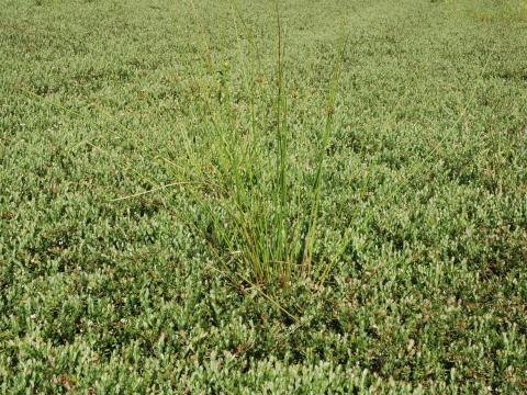 Jonc épars (Juncus effusus)_6