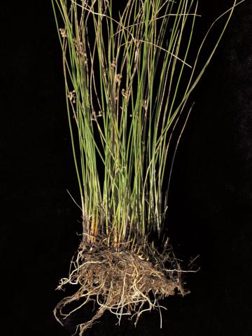 Jonc filiforme (Juncus filiformis)_2