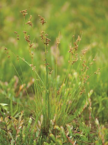 Jonc grêle (Juncus tenuis)_1