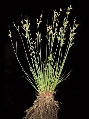 Jonc grêle (Juncus tenuis)_2