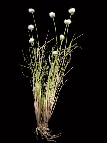 Linaigrette dense (Eriophorum vaginatum subsp. spissum)_2