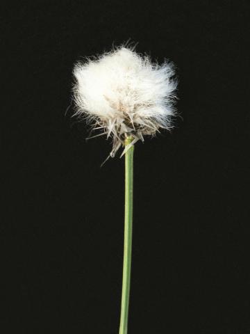 Linaigrette dense (Eriophorum vaginatum subsp. spissum)_3