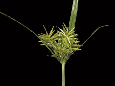 Souchet hispide(Cyperus strigosus)_2