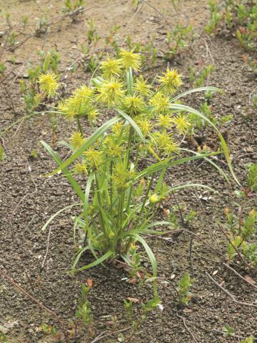 Souchet hispide(Cyperus strigosus)_3