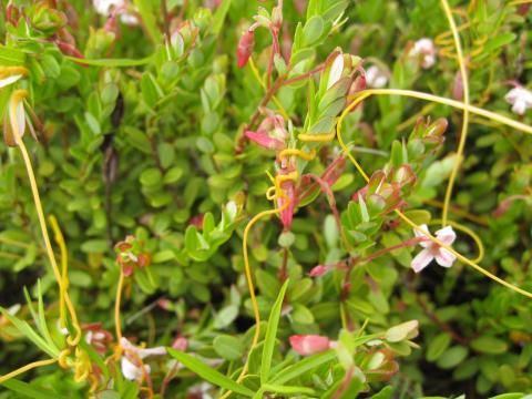 Cuscutes(Cuscuta)_1