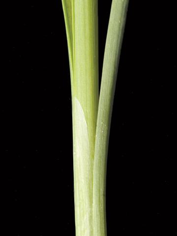 Quenouille feuilles larges (Typha latifolia)_3