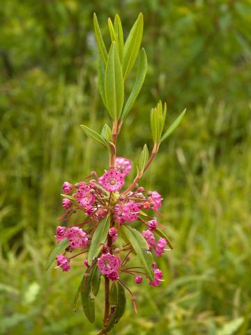 Kalmia feuilles étroites (Kalmia angustifolia)_1