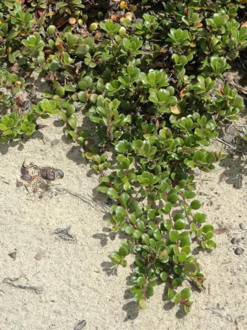 Raisin ours (Arctostaphylos uva-ursi)_1