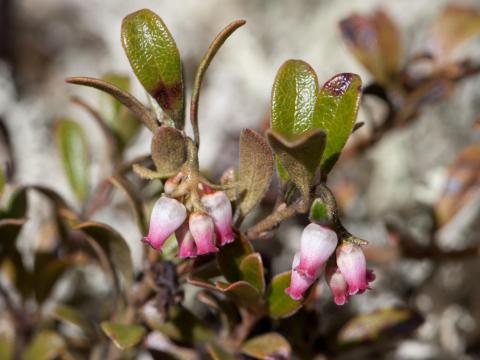 Raisin ours (Arctostaphylos uva-ursi)_2