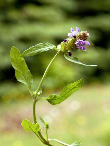 Brunelle vulgaire(Prunella vulgaris)_1