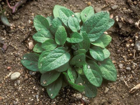 Brunelle vulgaire(Prunella vulgaris)_10