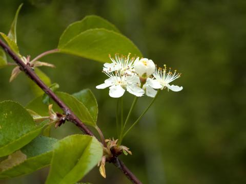 Cerisier Pennsylvanie(Prunus pensylvanica)_2