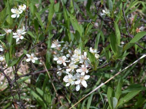 Cerisier Susquehanna(Prunus pumila)_4