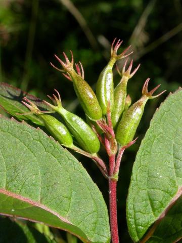 Dièreville chèvrefeuille(Diervilla lonicera)_1