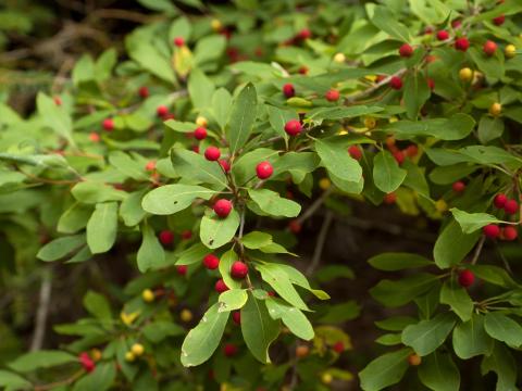 Némopanthe mucroné (Ilex mucronata)_2