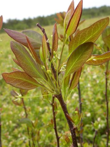 Némopanthe mucroné (Ilex mucronata)_3