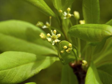 Némopanthe mucroné (Ilex mucronata)_4