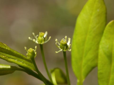 Némopanthe mucroné (Ilex mucronata)_5