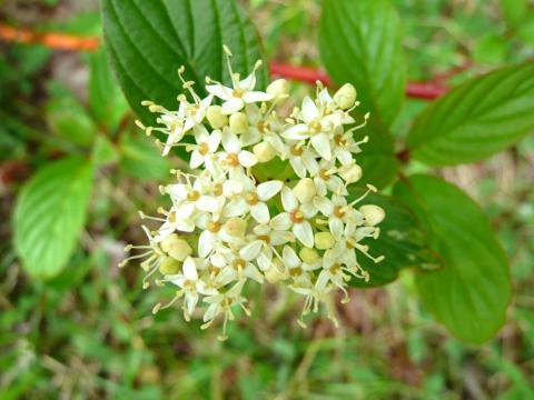 Cornouiller hart-rouge(Cornus sericea)_4