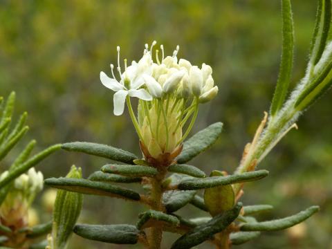 Thé du Labrador(Rhododendron groenlandicum)_2