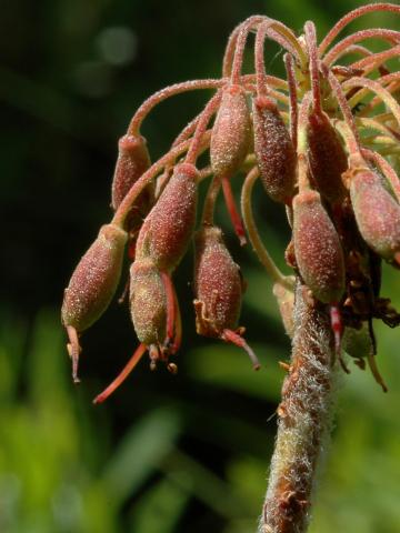 Thé du Labrador(Rhododendron groenlandicum)_7