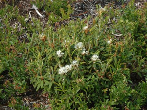 Thé du Labrador(Rhododendron groenlandicum)_8