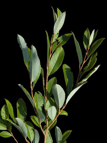 Saule humble (Salix humilis)_2