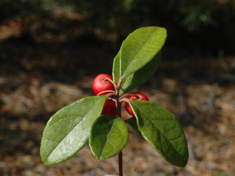 Thé des bois(Gaultheria procumbens)_1