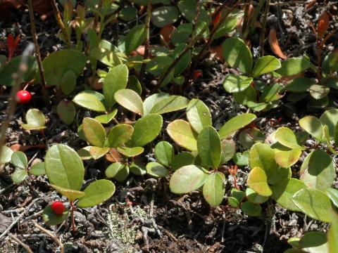 Thé des bois(Gaultheria procumbens)_4