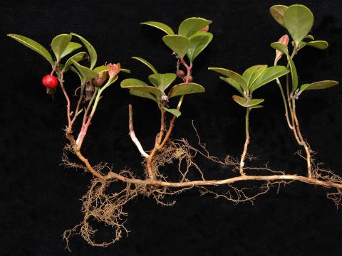 Thé des bois(Gaultheria procumbens)_5