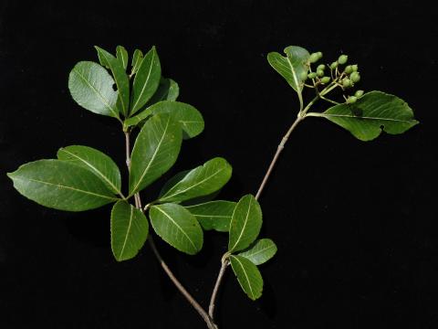 Viorne cassinoïde(Viburnum cassinoides)_3