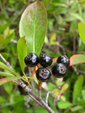 Aronie fruits noirs(Aronia melanocarpa)_3