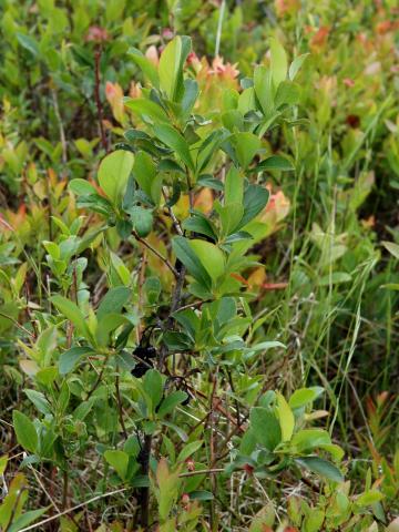 Aronie fruits noirs(Aronia melanocarpa)_4