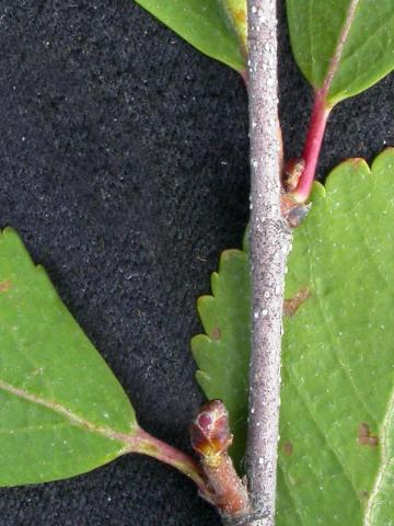 Bouleau nain boréal(Betula pumila)_3