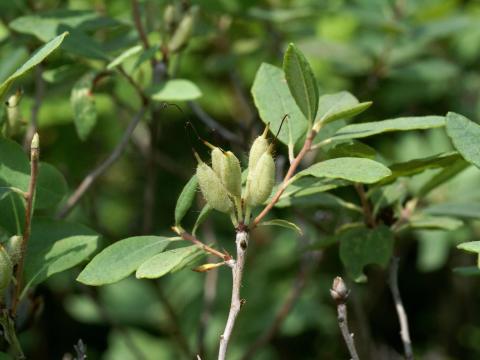 Rhododendron Canada (Rhododendron canadense)_3