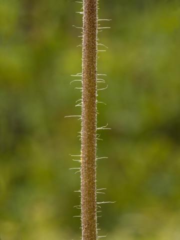 Épervière prés(Pilosella caespitosa)_3