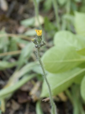 Épervière prés(Pilosella caespitosa)_6