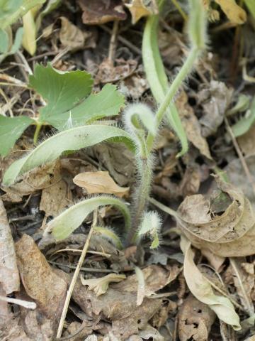 Épervière prés(Pilosella caespitosa)_7