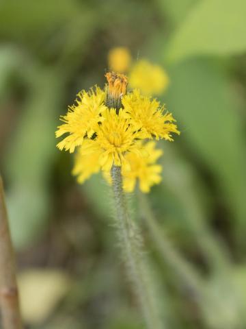 Épervière prés(Pilosella caespitosa)_8