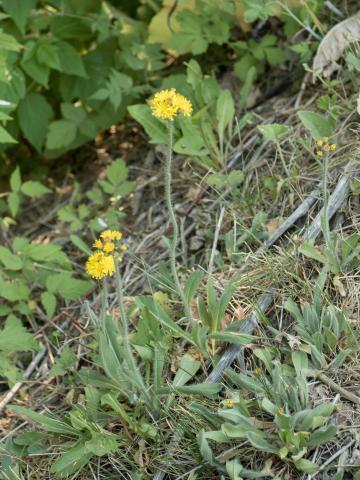 Épervière prés(Pilosella caespitosa)_9