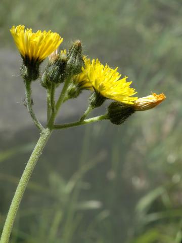 Épervière fleurs nombreuses(Pilosella x floribunda)_1